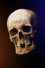Human skull on a black background. flare effect