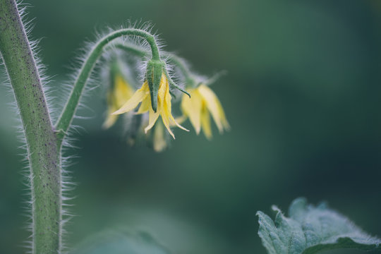Fototapeta tomato flowers on the stem