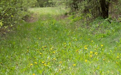 Nature Spring Background with blossoming dandelion flowers. Flower meadow Springtime with selective focus.