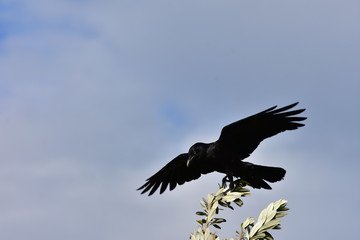 Australian raven Corvus coronoides on thin tree branch ready to take off.