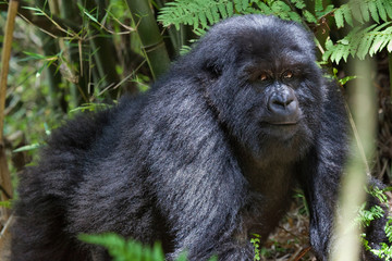 Mountain Gorilla, Volcanoes National Park, Rwanda