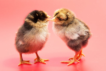 Yellow chickens looking at one black isolated on a red background