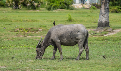 Buffalo eat green grass and bird sit on it