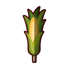 white background with realistic corn cob with leaves with thick contour vector illustration