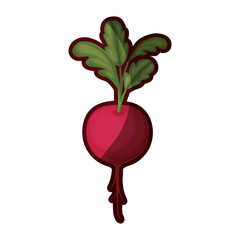 white background of realistic beet with stem and leaves with thick contour vector illustration