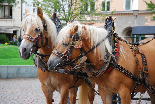 「馬車馬」の写真素材 11件の無料イラスト画像 Adobe Stock