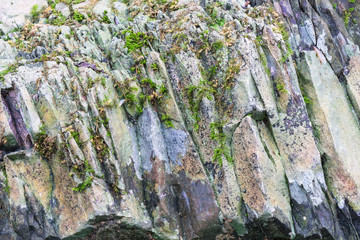 Texture of the rock with moss for background.