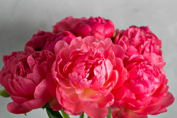 Bouquet of fresh coral peony flowers in glass vase on gray background. Grade of flowers CoralSharm