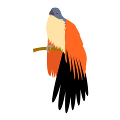 cuokoo bird  vector illustration style Flat