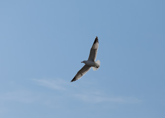 Beautiful Day for Birds - Seagull
