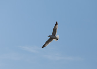 Fototapeta na wymiar Beautiful Day for Birds - Seagull