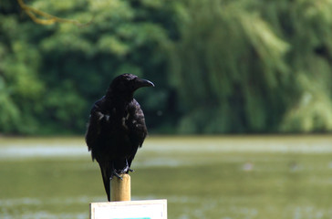 Rabe auf Holzpfosten vor See