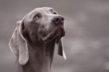 portrait of weimaraner dog