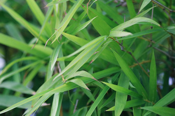 Background texture of fresh spring green grass