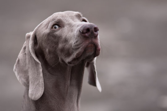 Portrait Of Weimaraner Dog