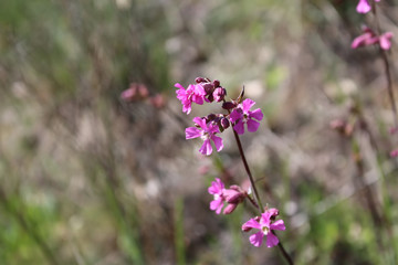 Blooming sticky catchfly (silene viscaria) in grass.