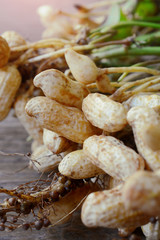 fresh peanuts plants with roots on wooden table.