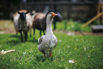 Geese and sheep on a farm