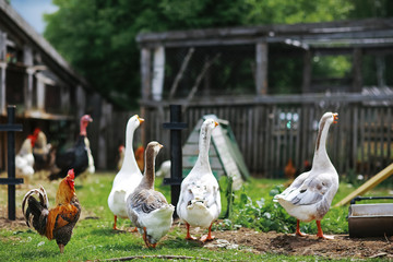 Geese and sheep on a farm