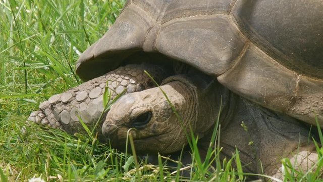 Close up of an Aldabra Tortoise.