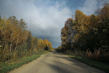 Bushes growing in a field