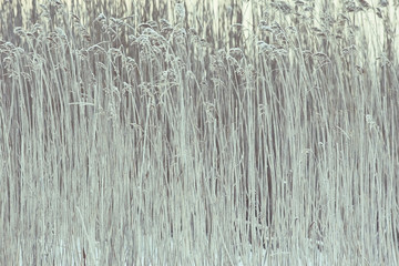background texture of dry grass covered with hoarfrost