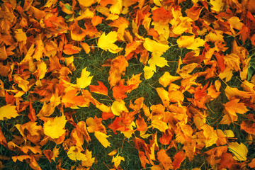 Fallen leaves lie on the ground