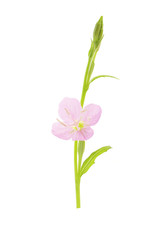 Naklejka na ściany i meble flower of primrose on a white background