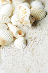 Fototapeta na wymiar sea shell on a white wooden background
