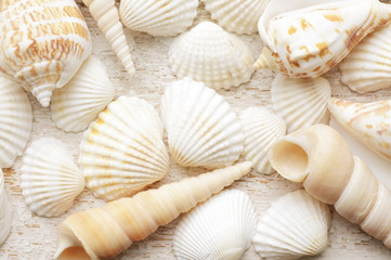 Fototapeta na wymiar sea shell on a white wooden background