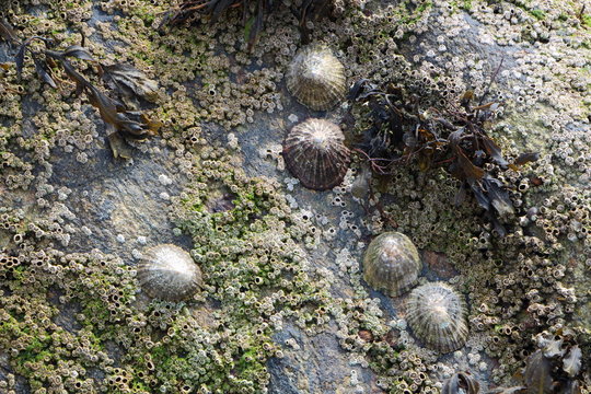 Patelles et balanes accroch&eacute;es &agrave; un rocher sur la c&ocirc;te bretonne