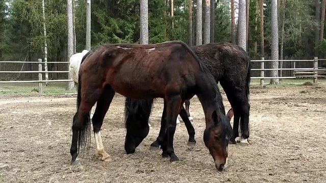 Thin, shedding horses, with ribs stick out and a wound on the back, in the yard