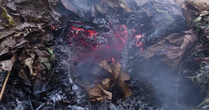 Timelapse loopable video of a burning and rebirthing oak leaf in the ashes of a big pile of leaves and twigs in autumn in 4k 4096 pixels, 10fps