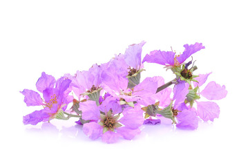 purple flower (Lagerstroemia floribunda) isolated on white background