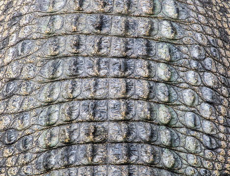 Crocodile skin close up. Detail of alligator leather.