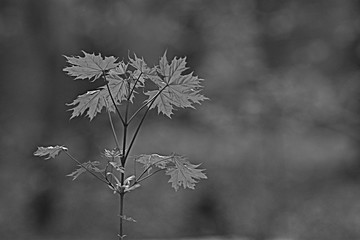 maple black white background