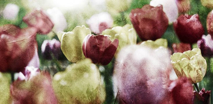 Fototapeta tulips old pastel canvas