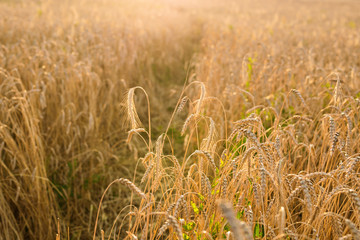 Golden ears of wheat on the field close-up