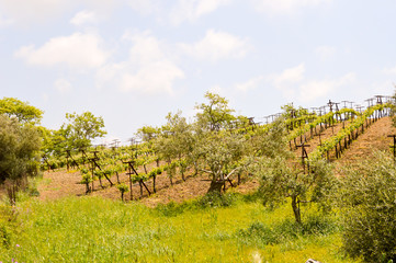 Fototapeta premium Vineyards and olive trees