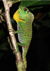 Hump-nosed lizard