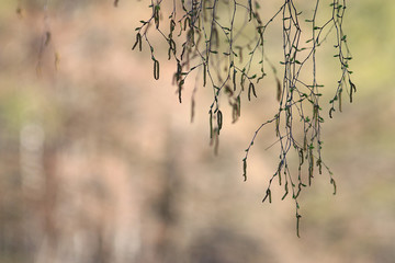 background spring park