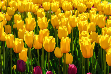 Red tulips. Beautiful bouquet of tulips. colorful tulips.