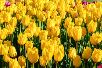 Obraz premium Red tulips. Beautiful bouquet of tulips. colorful tulips.