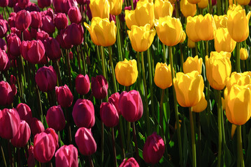 Red tulips. Beautiful bouquet of tulips. colorful tulips.