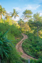 Fototapeta na wymiar Dirt road in jungle in daylight