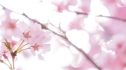 Fototapeta na wymiar 八代の桜