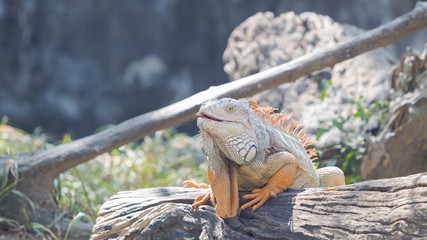Iguana on a tree