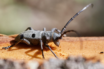 Long horned beetle