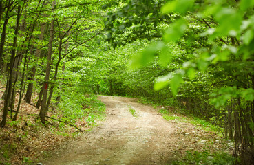 Dirt road in the forest