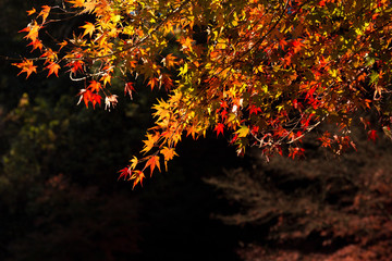 鎌倉の紅葉